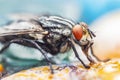 Fly drinking sugarwater Royalty Free Stock Photo