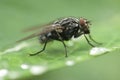 Fly drinking water Royalty Free Stock Photo