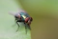 Fly drinking water Royalty Free Stock Photo
