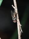 A fly on dry branch head down take photo by two flash in garden Royalty Free Stock Photo