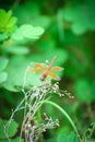 The dragonfly on the mornings