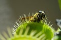 Fly eaten by carnivorous plant Royalty Free Stock Photo