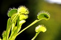 Fly eaten by a hungry venus fly trap plant Royalty Free Stock Photo