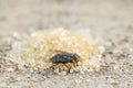 Fly eating brown and white sugar on the floor