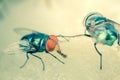 Fly eating dried fish Royalty Free Stock Photo