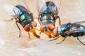 Fly eating dried fish Royalty Free Stock Photo