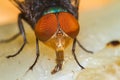 Fly eating dried fish Royalty Free Stock Photo