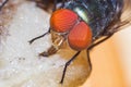 Fly eating dried fish Royalty Free Stock Photo