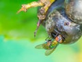 Fly eating from grape in my backyard