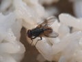 A fly is eating white rice Macro