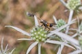 Fly Eating From Wild Spiky Flower Royalty Free Stock Photo