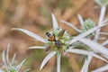 Fly Eating From Wild Spiky Flower Royalty Free Stock Photo