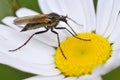 Fly Empis on daisy flower Royalty Free Stock Photo