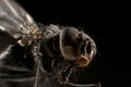 Fly extreme macro Royalty Free Stock Photo