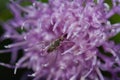 Fly feeding on a flower of Cheirolophus sp.