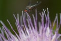 Fly feeding on a flower of Cheirolophus sp.