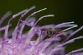 Fly feeding on a flower of Cheirolophus sp.