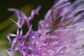 Fly feeding on a flower of Cheirolophus sp.