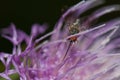 Fly feeding on a flower of Cheirolophus sp.