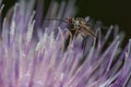 Fly feeding on a flower of Cheirolophus sp.