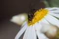 Fly feeding on a marguerite Argyranthemum adauctum canariense.