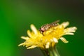 Fly feeding on nectar from Dandelion flower Royalty Free Stock Photo