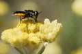 Fly feeding on yellow flower Royalty Free Stock Photo