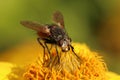 The fly feeds on nectar. Royalty Free Stock Photo
