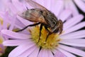 The fly feeds on nectar. Royalty Free Stock Photo