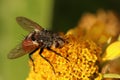 The fly feeds on nectar. Royalty Free Stock Photo