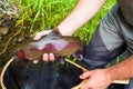 Fly Fisherman Holding Trophy Rainbow Trout Royalty Free Stock Photo