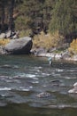Fly fisherman reeling in in Western Wyoming in water
