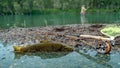 A fly fisherman's freshly caught rainbow trout, stones of a mountain river, a fishing rod and landing net. Royalty Free Stock Photo