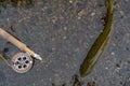 A fly fisherman's freshly caught rainbow trout, stones of a mountain river, a fishing rod. Top view. Royalty Free Stock Photo