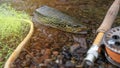 A fly fisherman& x27;s freshly caught rainbow trout, stones of a mountain river, a fishing rod and landing net. Royalty Free Stock Photo