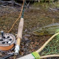 A fly fisherman& x27;s freshly caught rainbow trout, stones of a mountain river, a fishing rod and landing net. Royalty Free Stock Photo