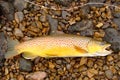 Fly Fishing, Beautiful Brown Trout Royalty Free Stock Photo