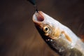 Fly fishing. Catching a big fish with a fishing pole. Bass fishing. Concepts of successful fishing. Royalty Free Stock Photo