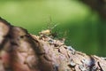 Fly fishing flies. Tenkara, kebari Royalty Free Stock Photo