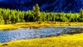 Fly fishing in the Madison River as it flows through the western most part of Yellowstone National Park Royalty Free Stock Photo