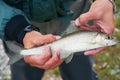 Fly fishing in Mongolia - grayling fish Royalty Free Stock Photo