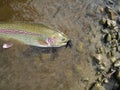 Rainbow Trout Alaska Royalty Free Stock Photo