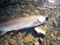 Rainbow Trout Alaska Royalty Free Stock Photo