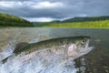 Fly fishing. Rainbow trout fish jumping for catching synthetic insect with splashing in water