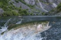 Fly fishing. Rainbow trout fish jumping for catching synthetic insect with splashing in water Royalty Free Stock Photo