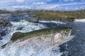 Fly fishing. Rainbow trout fish jumping for catching synthetic insect with splashing in water Royalty Free Stock Photo