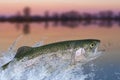 Fly fishing. Rainbow trout fish jumping for catching synthetic insect with splashing in water