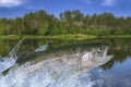 Fly fishing. Rainbow trout fish jumping for catching synthetic insect with splashing in water