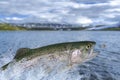 Fly fishing. Rainbow trout fish jumping for catching synthetic insect with splashing in water Royalty Free Stock Photo