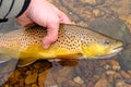 Fly Fishing, Releasing Beautiful Brown Trout Royalty Free Stock Photo